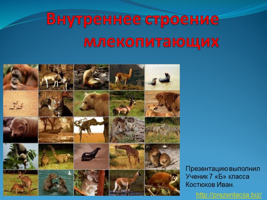 Кракен тор это